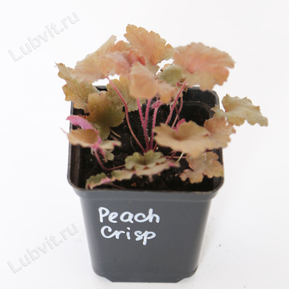 Гейхера Пич Крисп (Peach Crisp) купить с доставкой