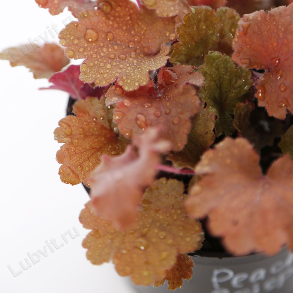 Гейхера Пич Крисп (Peach Crisp) купить с доставкой