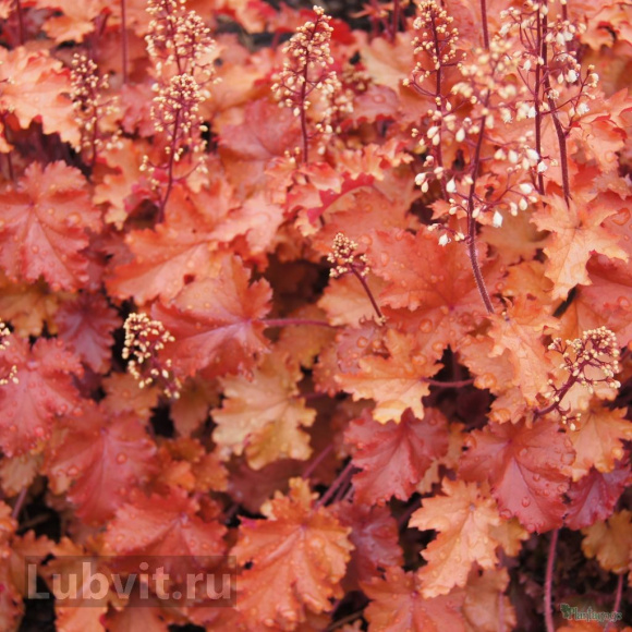 Гейхера Пич Крисп (Peach Crisp) купить с доставкой Гейхера Пич Крисп (Peach Crisp) купить с доставкой