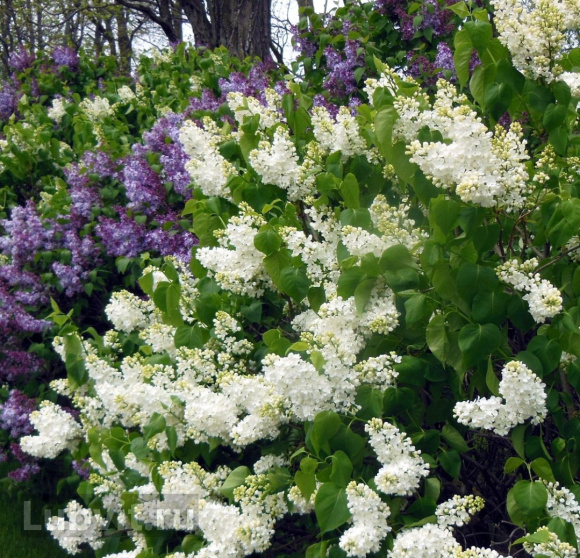 Сирень Память о Колесникове купить с доставкой Сирень Память о Колесникове купить с доставкой