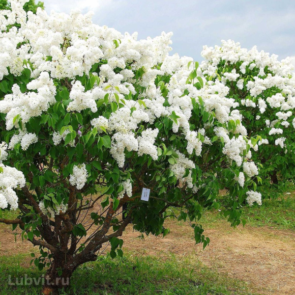 Сирень Память о Колесникове купить с доставкой Сирень Память о Колесникове купить с доставкой