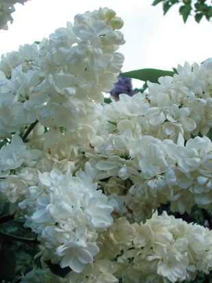 Сирень Память о Колесникове