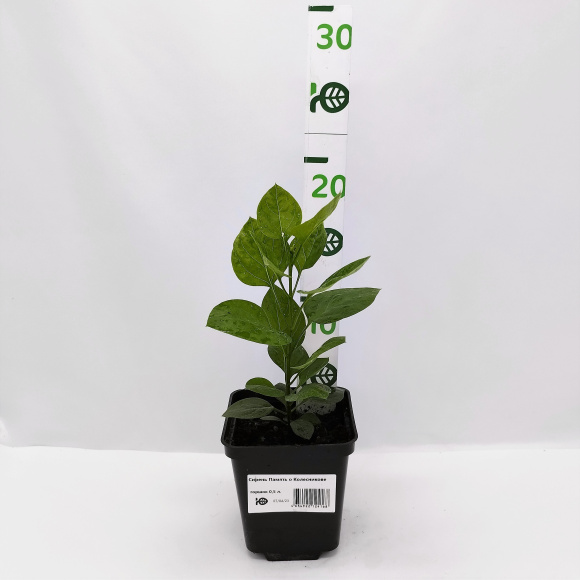 Сирень Память о Колесникове купить с доставкой Сирень Память о Колесникове купить с доставкой