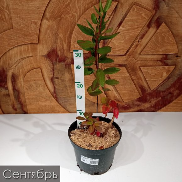 Рододендрон П.Дж.М. Элит (P.J.M. Elite) купить с доставкой Рододендрон П.Дж.М. Элит (P.J.M. Elite) купить с доставкой