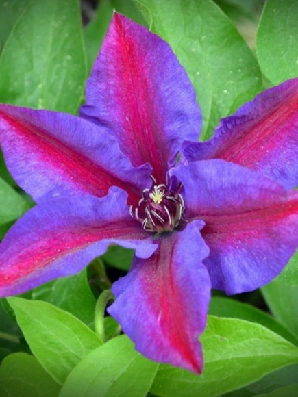 Клематис Вайлдфаер (Wildfire) купить с доставкой