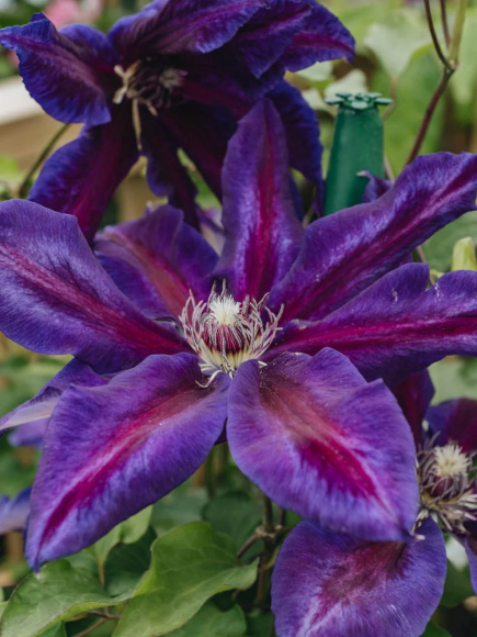 Клематис Вайлдфаер (Wildfire) купить с доставкой