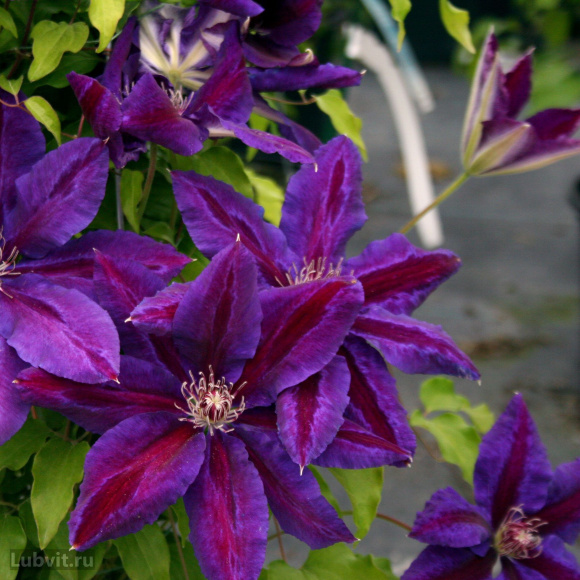 Клематис Вайлдфаер (Wildfire) купить с доставкой