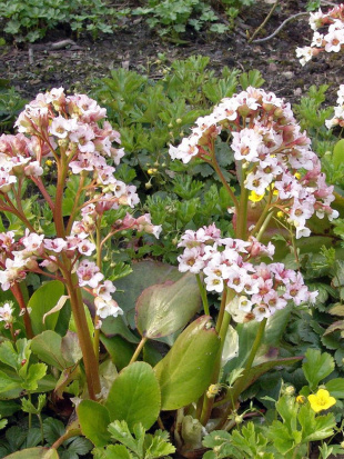 Бадан Зильберлихт (Silberlicht)