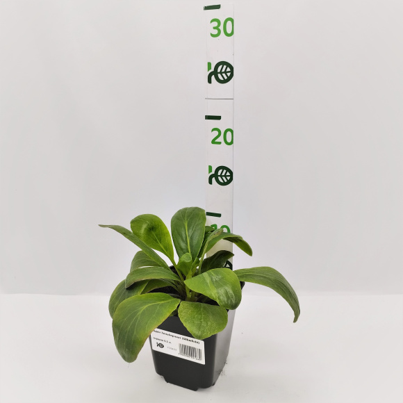 Бадан Зильберлихт (Silberlicht) купить с доставкой