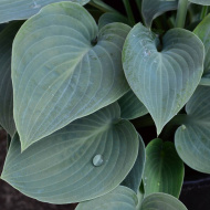 Хоста Брессингем Блю (Bressingham Blue) [L]