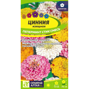 Цинния Пеперминт Стик [Семена алтая]