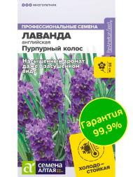 Лаванда Пурпурный колос английская [Семена алтая]