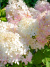 Гортензия Фантом (Phantom) метельчатая купить с доставкой