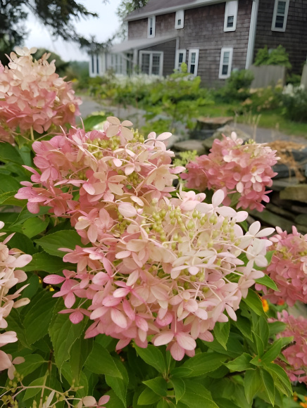 Гортензия Фантом (Phantom) метельчатая купить с доставкой