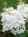 Гортензия Фантом (Phantom) метельчатая купить с доставкой