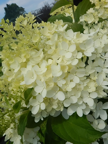 Гортензия Фантом (Phantom) метельчатая купить с доставкой