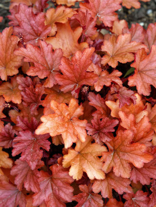 Гейхера Пич Фламбе (Peach Flambe)