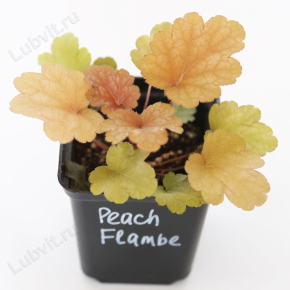 Гейхера Пич Фламбе средняя (Heuchera Peach Flambe)