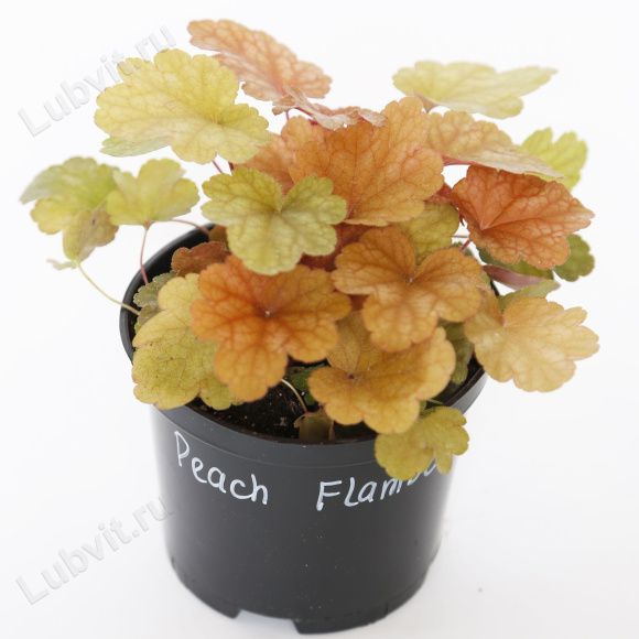Гейхера Пич Фламбе большая (Heuchera Peach Flambe)