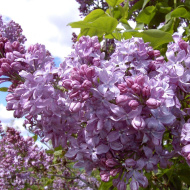 Сирень Олимпиада Колесникова