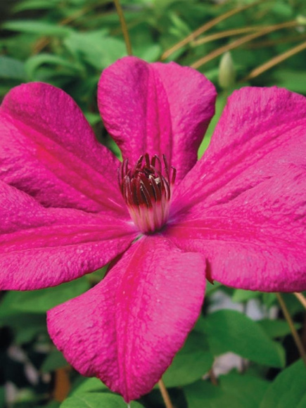 Клематис Кардинал Вышинский (Kardynal Wyszynski) купить с доставкой