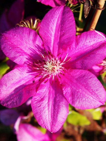 Клематис Кардинал Вышинский (Kardynal Wyszynski) купить с доставкой