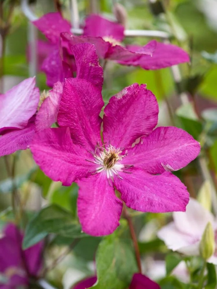 Клематис Кардинал Вышинский (Kardynal Wyszynski) купить с доставкой