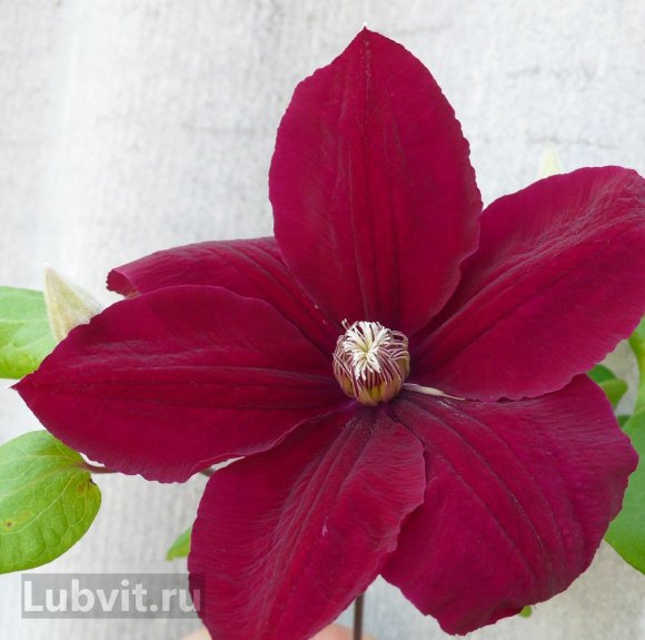 Клематис Кардинал Вышинский (Kardynal Wyszynski) купить с доставкой