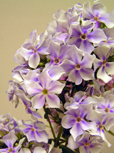 Флокс Ордынка купить с доставкой