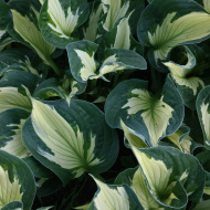 Хоста Колоред Халк (Colored Hulk) [M]