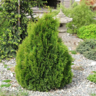 Туя Мики (Miky)