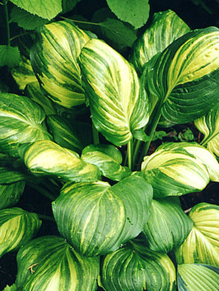 Хоста Гэлакси (Galaxy) [L] купить с доставкой