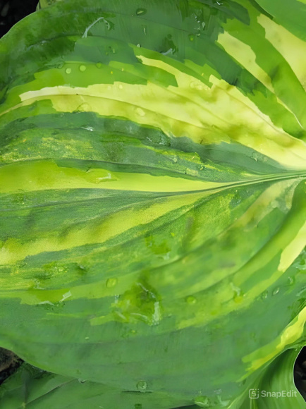 Хоста Гэлакси (Galaxy) [L] купить с доставкой