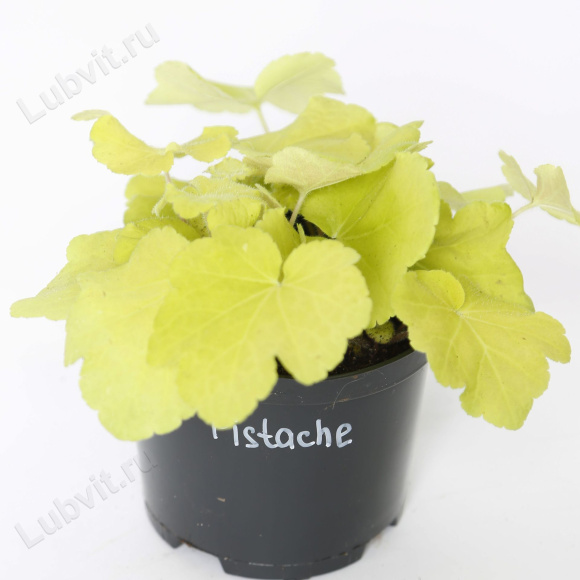 Гейхера Писташ большой (Heuchera Pistache)