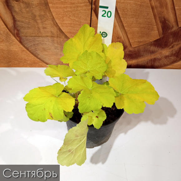 Гейхера Фисташ (Pistache) купить с доставкой