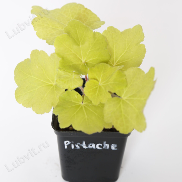 Гейхера Фисташ (Pistache) купить с доставкой