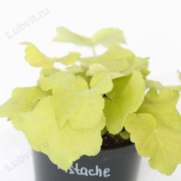 Гейхера Писташ лист (Heuchera Pistache)