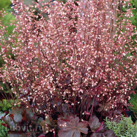 Гейхера Мини Маус (Mini Mouse) купить с доставкой Гейхера Мини Маус (Mini Mouse) купить с доставкой