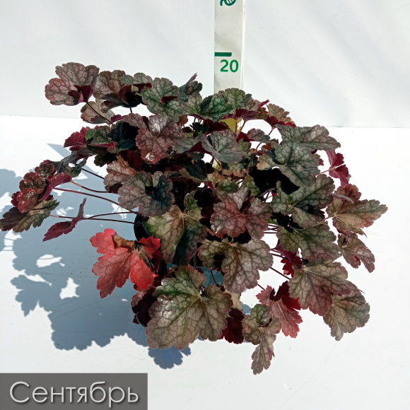 Гейхера Мини Маус (Mini Mouse) купить с доставкой Гейхера Мини Маус (Mini Mouse) купить с доставкой