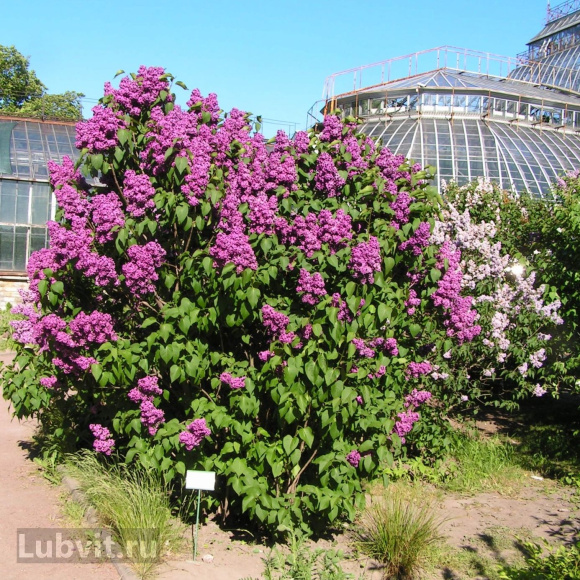 Сирень Красная Москва купить с доставкой Сирень Красная Москва купить с доставкой