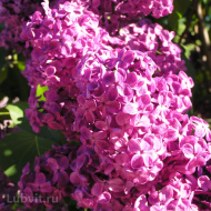 Сирень Красная Москва Сирень Красная Москва