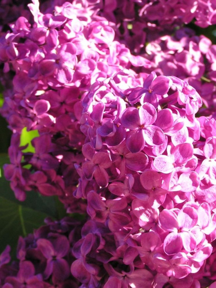 Сирень Красная Москва купить с доставкой