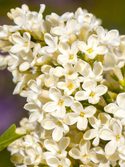 Сирень Примроуз (Primrose) купить с доставкой