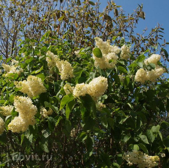 Сирень Примроуз (Primrose) купить с доставкой
