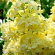 Сирень Примроуз (Primrose)
