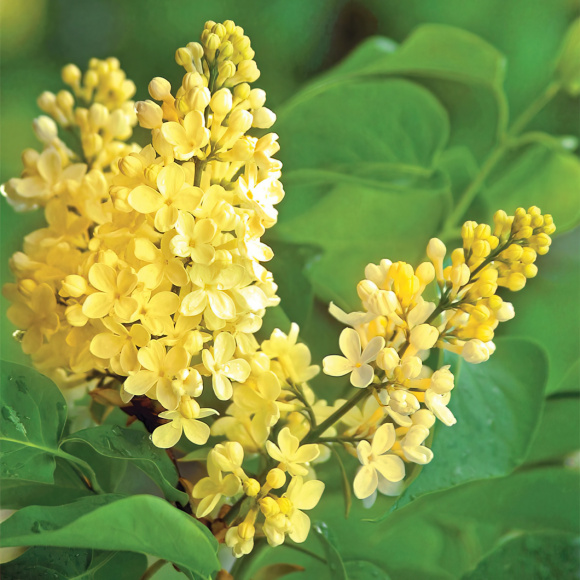Сирень Примроуз (Primrose)
