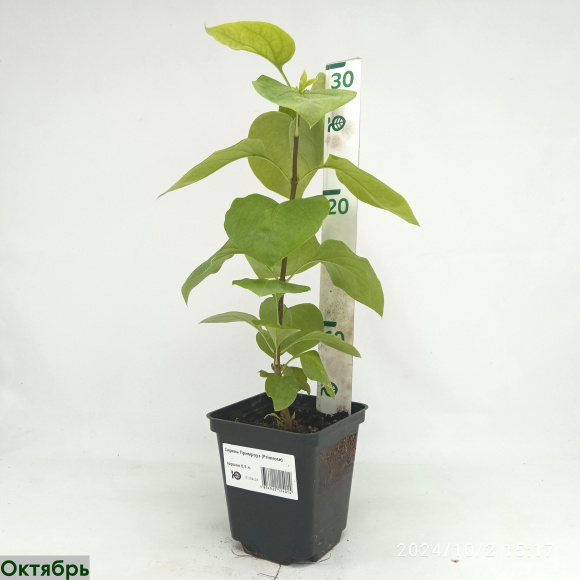 Сирень Примроуз (Primrose) купить с доставкой Сирень Примроуз (Primrose) купить с доставкой