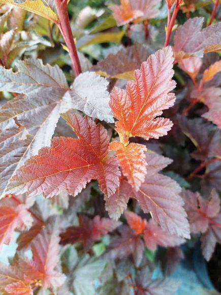 Пузыреплодник Шух (Schuch) купить с доставкой