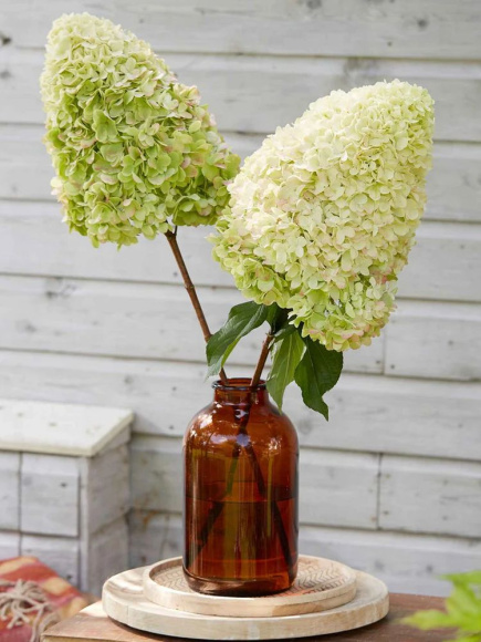 Гортензия Геркулес (Hercules) метельчатая купить с доставкой