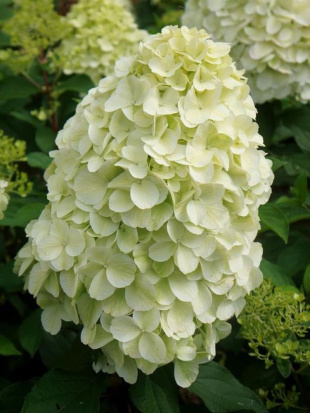 Гортензия Геркулес (Hercules) метельчатая